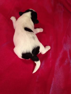 Female Bichon Shih tzu Puppy for sale #9 DOB 3-10-15 WI,IA,MN, and IL, are all within a short drive!